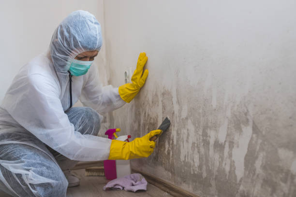 Best Real Estate Mold Inspection  in Adelanto, CA
