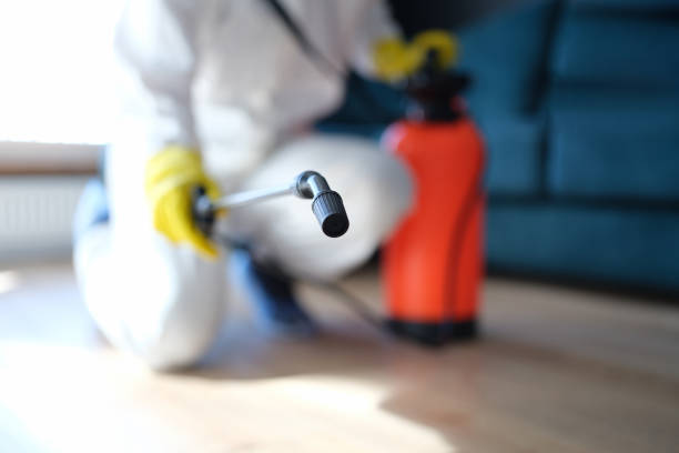 Best Mold Odor Removal Services  in Adelanto, CA