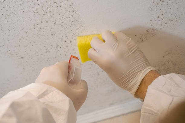 Best Comprehensive Air Testing for Mold Contaminants  in Adelanto, CA