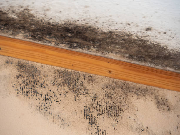 Best Attic Mold Removal  in Adelanto, CA