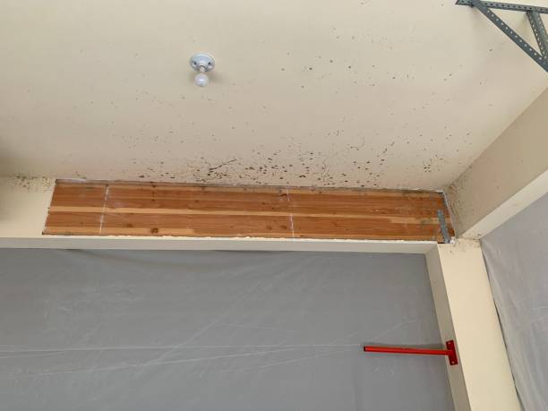 Best Attic Mold Removal  in Adelanto, CA