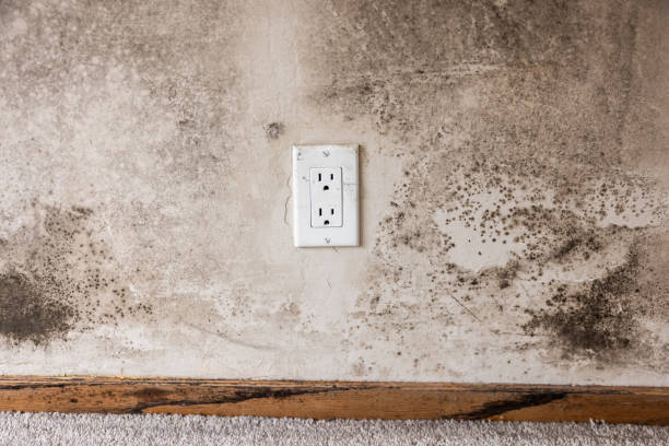 Best Post-Remediation Verification Testing  in Adelanto, CA