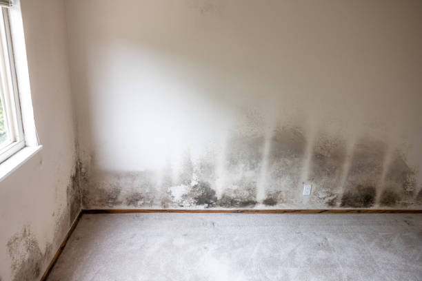 Best Real Estate Mold Inspection  in Adelanto, CA