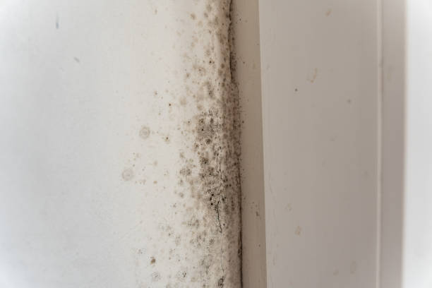 Best Mold Documentation for Insurance Claims  in Adelanto, CA