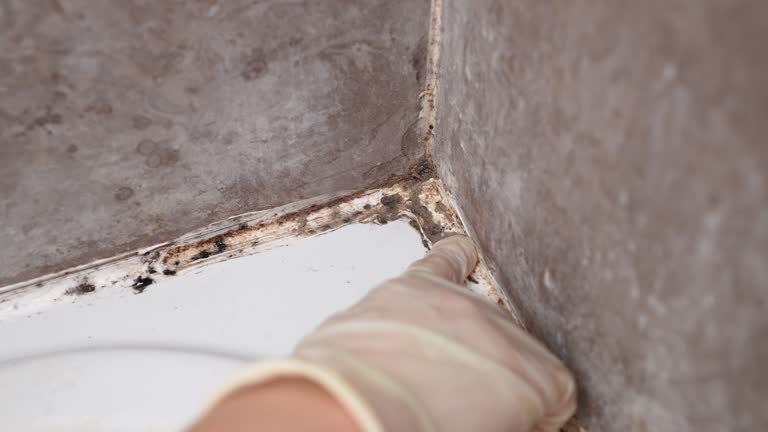 Best Water Damage & Mold Remediation  in Adelanto, CA
